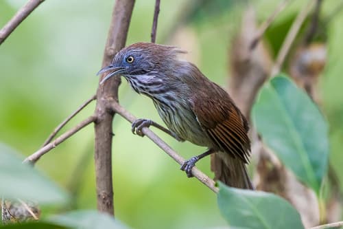 Bold-striped Tit-Babbler