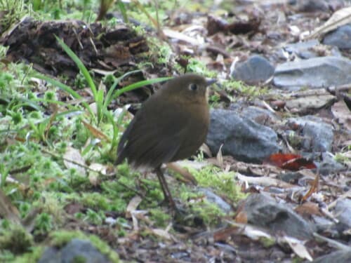 Bolivian Antpitta