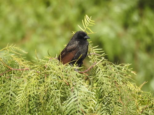 Bolivian Blackbird