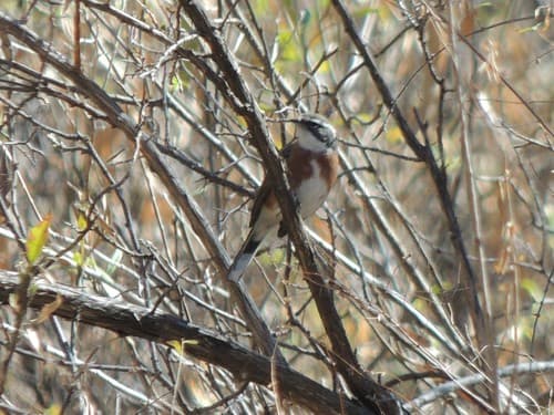 Bolivian Warbling-Finch