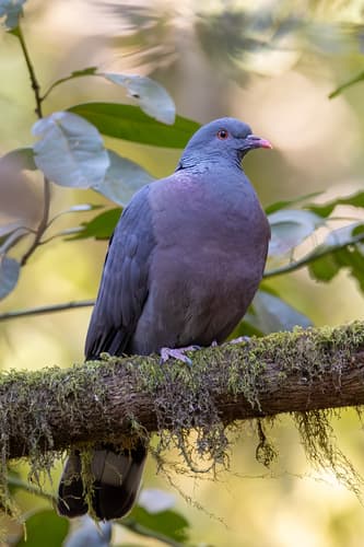 Bolle's Pigeon