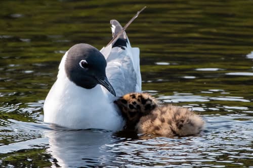 Bonaparte's Gull