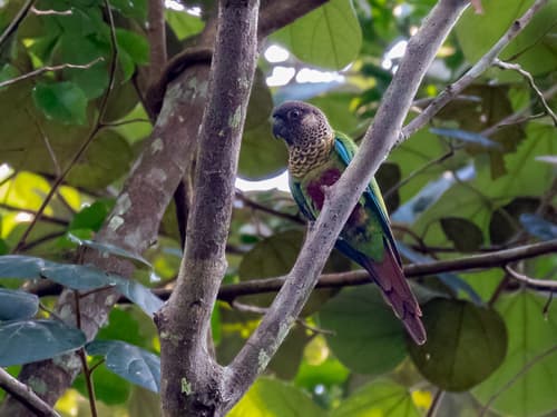 Bonaparte's Parakeet
