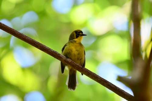 Bonin White-eye
