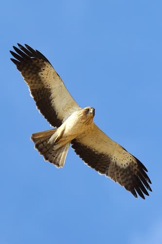 Booted Eagle