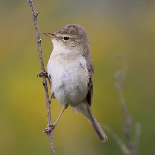 Booted Warbler