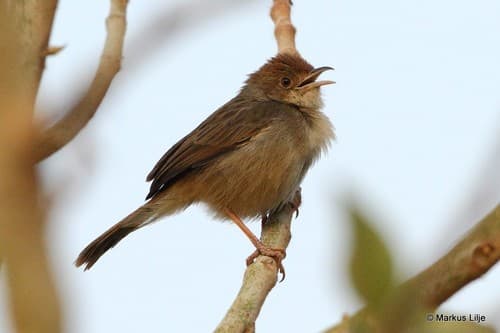 Boran Cisticola