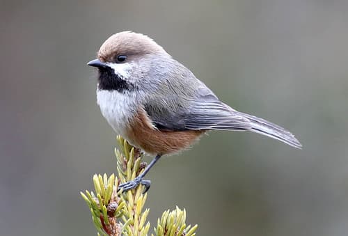 Boreal Chickadee