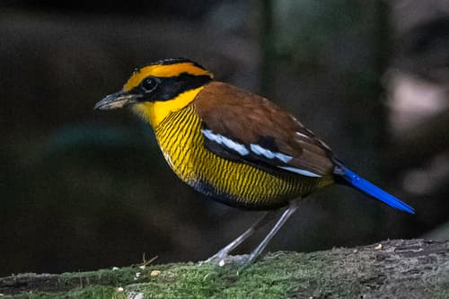 Bornean Banded Pitta