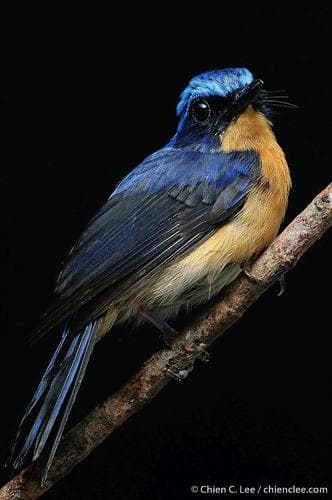 Bornean Blue Flycatcher