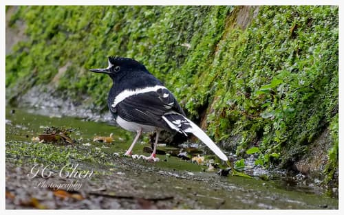 Bornean Forktail