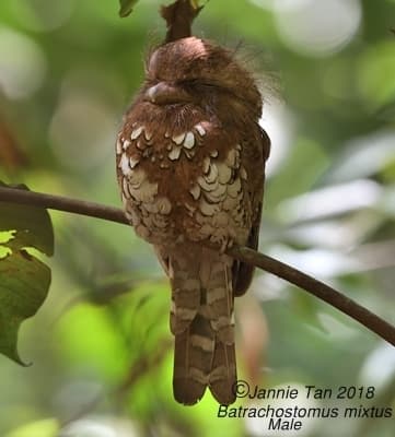 Bornean Frogmouth