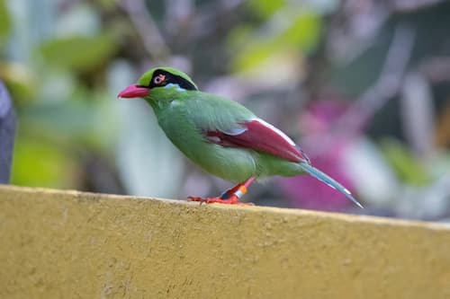 Bornean Green-Magpie