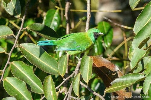 Bornean Leafbird