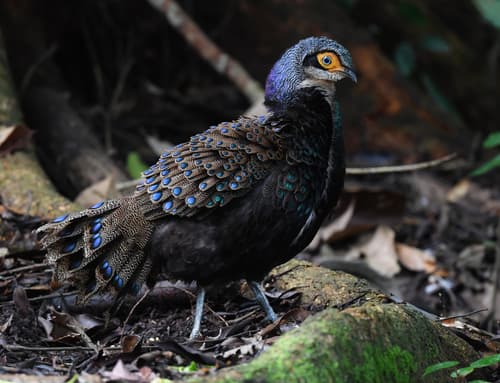 Bornean Peacock-Pheasant