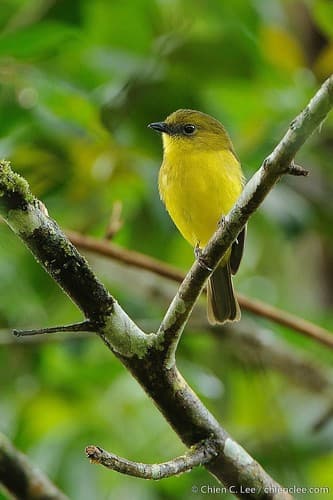 Bornean Whistler