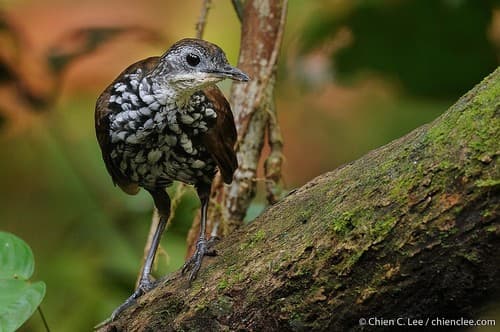 Bornean Wren-Babbler