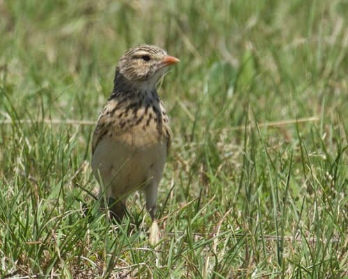 Botha's Lark