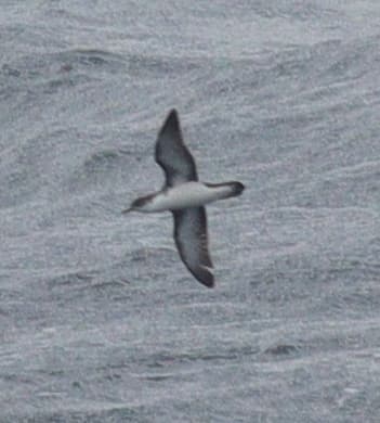 Boyd's Shearwater