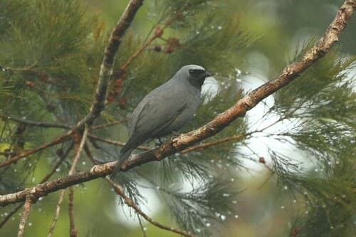 Boyer's Cuckooshrike