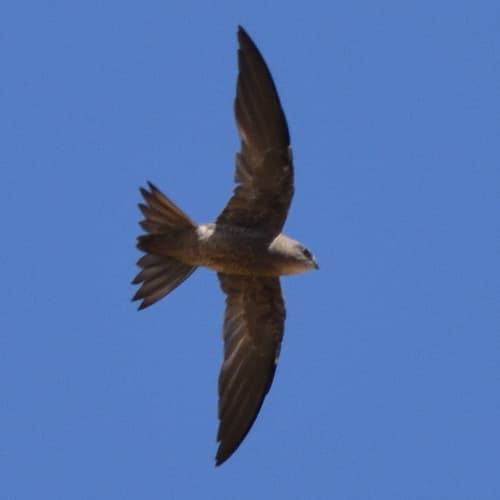 Bradfield's Swift