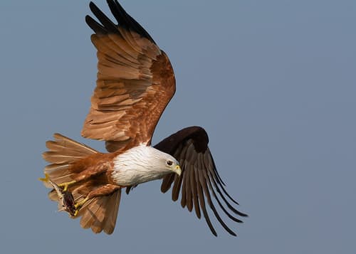 Brahminy Kite