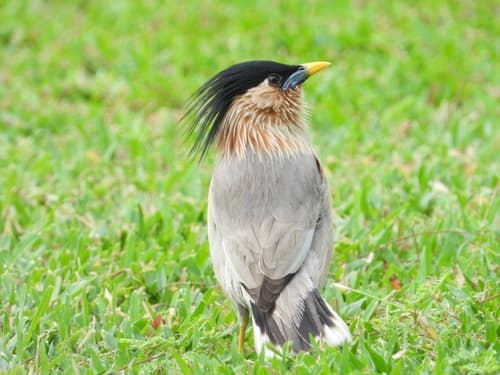 Brahminy Starling