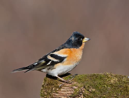 Brambling