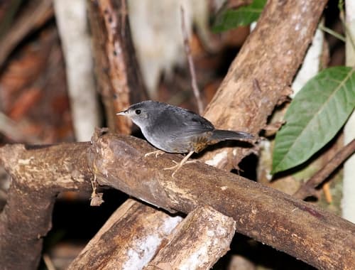 Brasília Tapaculo