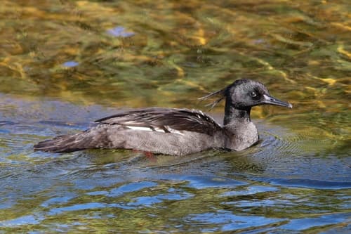 Brazilian Merganser