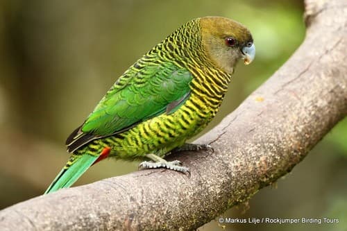 Brehm's Tiger Parrot