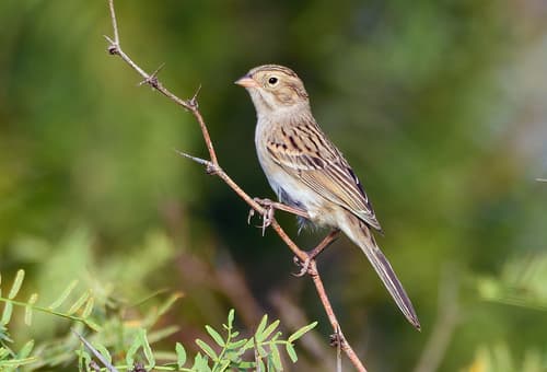 Brewer's Sparrow