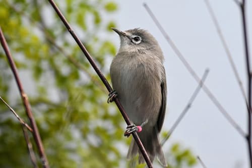 Bridled White-eye