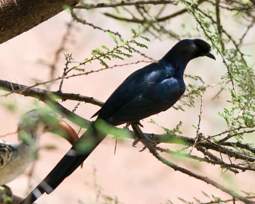 Bristle-crowned Starling