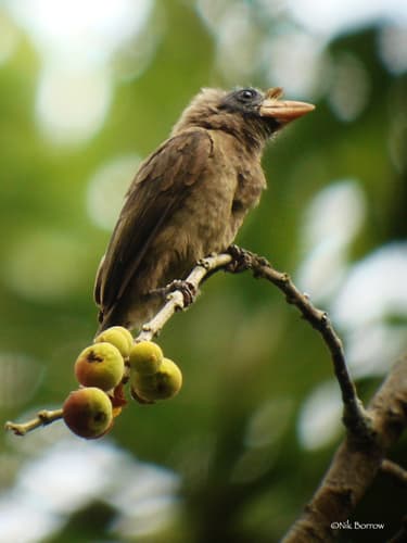 Bristle-nosed Barbet