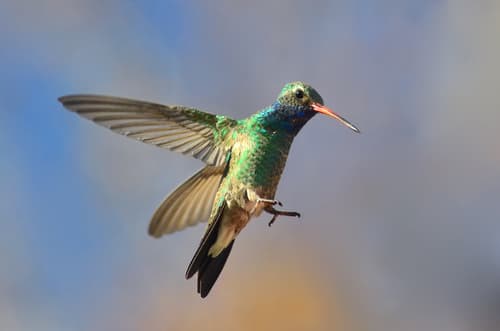 Broad-billed Hummingbird