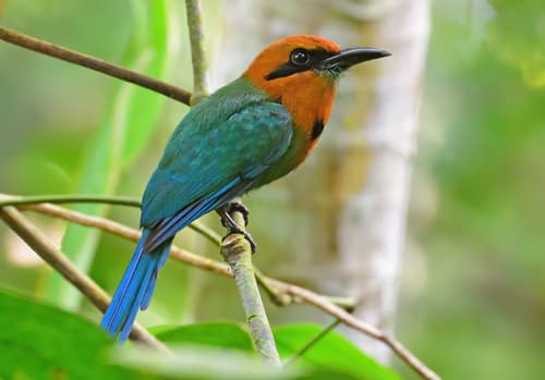 Broad-billed Motmot