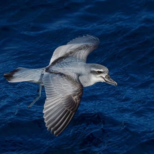 Broad-billed Prion