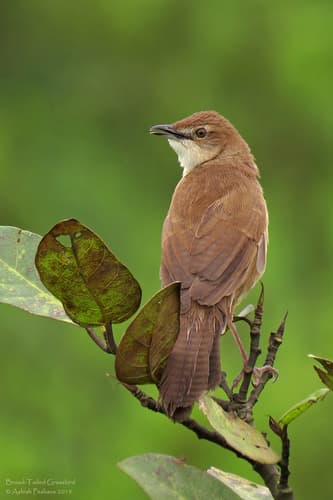 Broad-tailed Grassbird