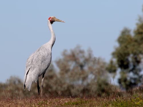 Brolga