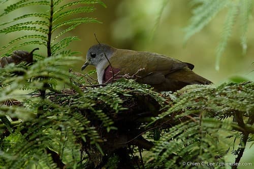Bronze Ground Dove