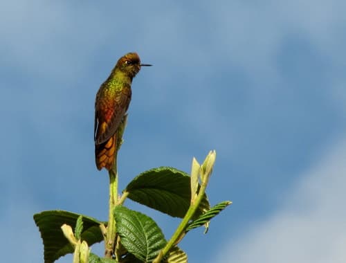 Bronze-tailed Thornbill