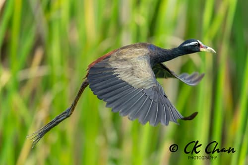 Bronze-winged Jacana