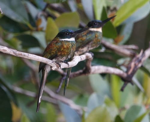 Bronzy Jacamar