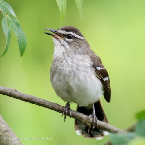 Brown-backed Scrub-Robin