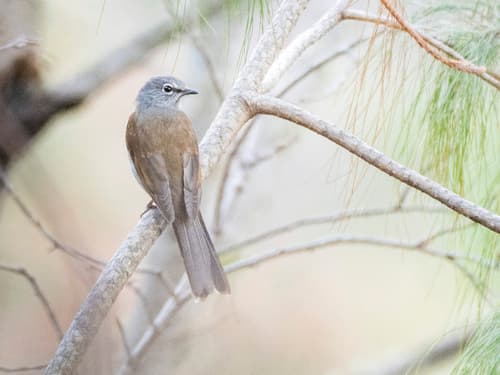 Brown-backed Solitaire