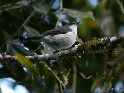 Brown-backed Whistler