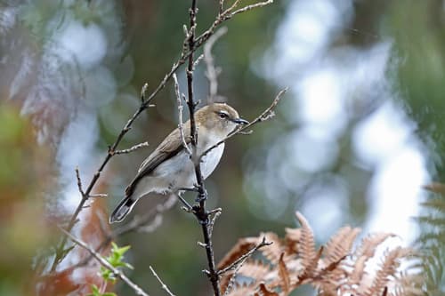 Brown-breasted Gerygone