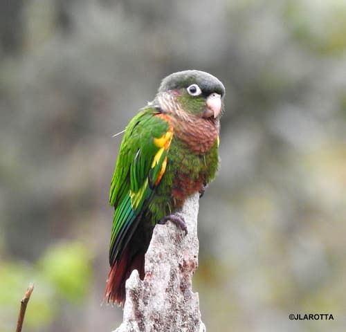 Brown-breasted Parakeet
