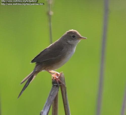 Brown Bush Warbler